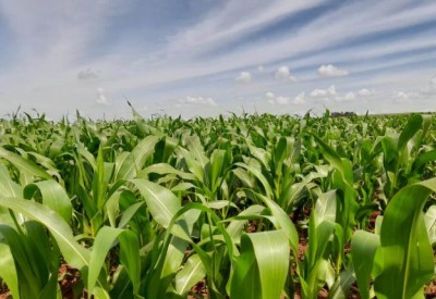 Área já semeada de milho supera 50% do total estimado para esse ciclo produtivo no Estado (Foto: Arquivo/Aprosoja-MS)