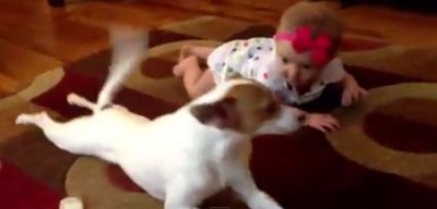 Vídeo de cão tentando ensinar bebê a engatinhar faz sucesso na internet