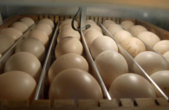 Exportação de ovo fértil aumentou 60% no 1º semestre
