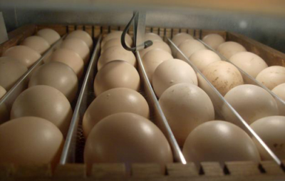 Exportação de ovo fértil aumentou 60% no 1º semestre