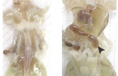 Cientistas conseguiram deixar tecidos de ratos completamente transparentes para facilitar o diagnóstico de doenças