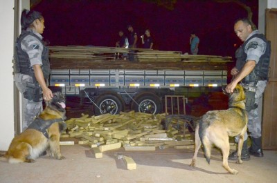 Cães farejadores da polícia militar de Dourados indicaram que avia maconha embaixo da carga de madeira. (Sidnei Bronka)