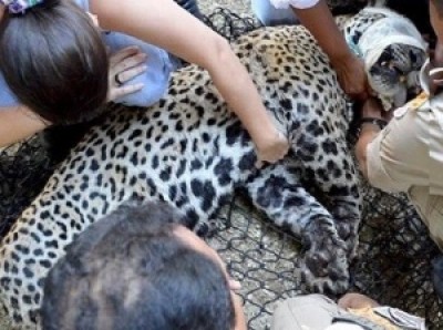 Onças fogem da cheia no Pantanal e viram fenômeno urbano em Corumbá