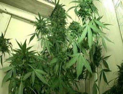 Irmãos adolescentes brigam na Capital pela posse de pés de maconha