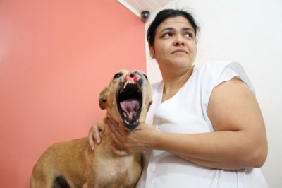 Cadela vítima de maus-tratos recebe tratamento com células-tronco
