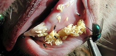 Larvas da mosca Lucilia eximinia aparecem aqui em porcos: pesquisa pode apontar sua utilização na cicatrização... (Reprodução)