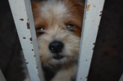 Chip deverá conter informações da vida do animal e informações sobre o proprietário (Paulo Francis)