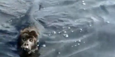 Empresários fazem vídeo de macaco nadando no rio Paraguai-Mirim (assista)