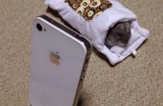Ataque de Fofura: Hamster rouba capinha de celular para se aquecer