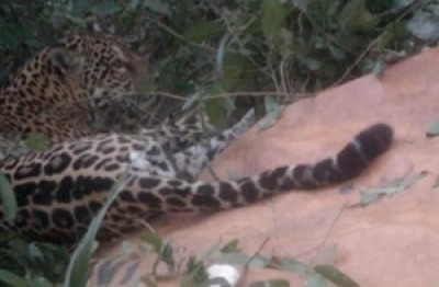 Onça é capturada depois de ser monitorada por 15 dias (Divulgação/ Comitê de ncêndios Florestais e Co)