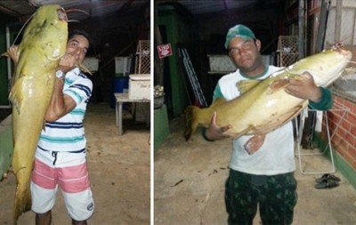Vendedor e pescador de Coxim fisgam Jaú de 29 kg no Rio Taquari