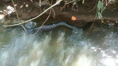 Polícia salva sucuri de ser apedrejada por populares em córrego dentro da cidade