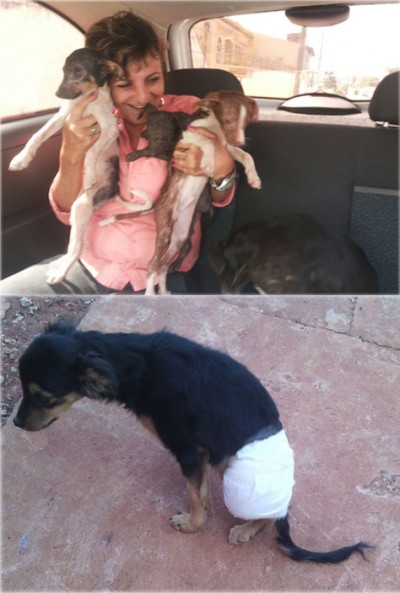 ONG diz que não foi acionada para resgate e relata dificuldade para socorrer animais