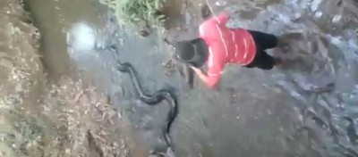 Moradores tentaram segurar a sucuri, mas ela escapou (Reprodução)