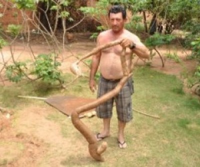 Trabalhador colhe mandioca de 2,35 metros no quintal de casa