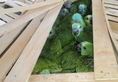 PMA vai encaminhar os animais ao CRAS (PMA/ Divulgação)