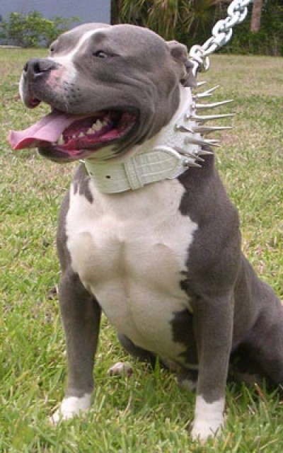 Dono de pitbull que atacou criança de 2 anos terá de pagar mais de R$ 50 mil