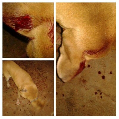 Dono de pesqueiro nega envolvimento no caso do cachorro que levou tiro na orelha