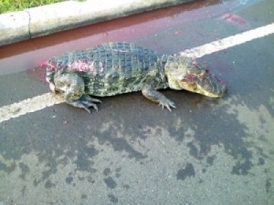 Animal estava às margens da rodovia BR-267, em Bataguassu (Andrey Jhara)