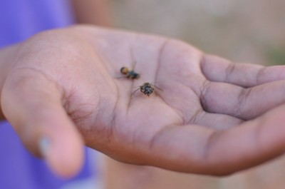 Devido ao cruzamento entre espécies, abelhas são mais agressivas e defensivas (Alcides Neto)