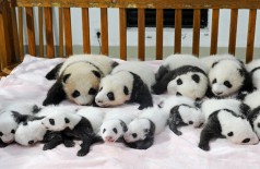 A difícil reprodução dos ursos pandas