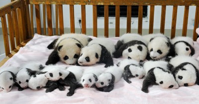 A difícil reprodução dos ursos pandas
