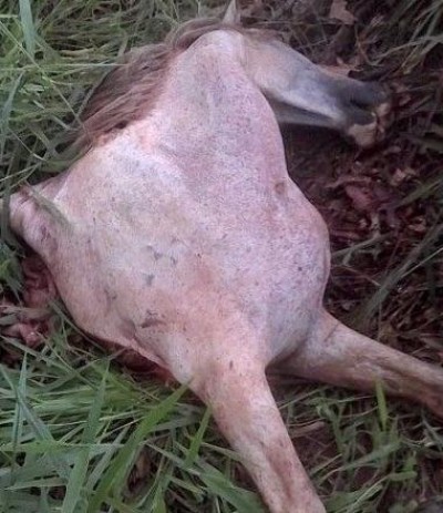 Carro parte cavalo ao meio em acidente no interior de MS