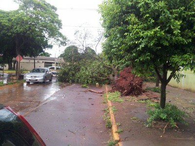 Chuva e vento derrubam árvore na Monte Alegre, em Dourados