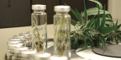 Anvisa define este mês se reclassifica canabidiol como medicamento