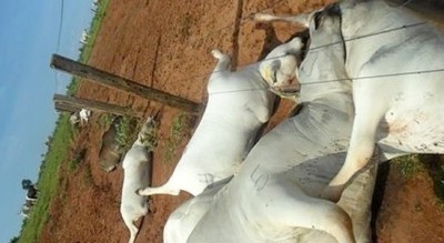 No total, 23 vacas morreram atingidas por raio (Terezinha Rodrigues/Facebook)