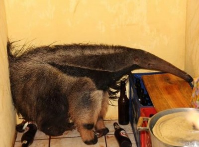 Moradora acorda com tamanduá em casa, dorme e só depois chama resgate