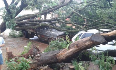 Veículos foram atingidos por uma das árvores que caiu em Dourados durante a chuva desta terça-feira (94 FM)