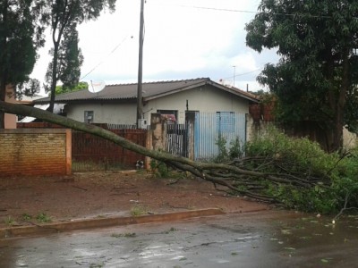 Danos provocados por quedas de árvores motivaram 15 chamados para a Defesa Civil do Município (94 FM)