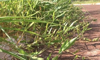 Mato toma conta da pista de caminhada e prejudica moradores que utilizam o espaço (Reprodução)