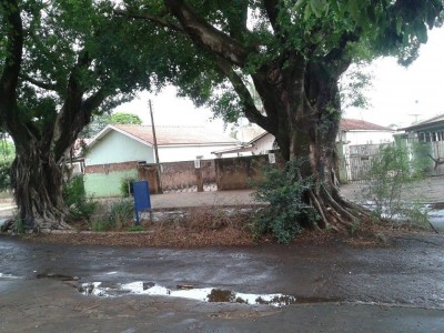 Figueiras centenárias de Dourados sofrem com ‘dois pesos e duas medidas’