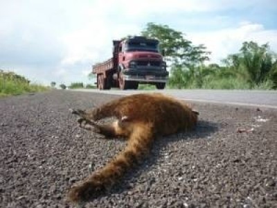Imagem recorrente de animal morto a beira de rodovia (Arquivo/Campo Grande news)