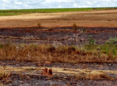 Proprietária de usina é multada em R$ 191 mil por incêndio de 176 hectares