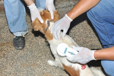 Microchips são implantados em animais atendidos pelo CCZ em Dourados (A. Frota)
