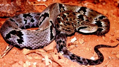 WhatsApp vira antídoto para picadas de cobra e outros bichos