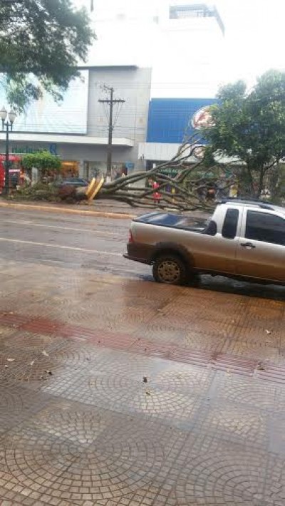 Chuva e vento forte derrubam árvores até na principal avenida de Dourados