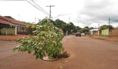 Árvore ‘brota’ em bueiro aberto na rua Rio Brilhante em Dourados