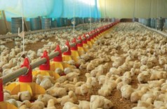 Preço da energia pesa no bolso e prejudica produção avícola estadual