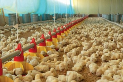 Preço da energia pesa no bolso e prejudica produção avícola estadual