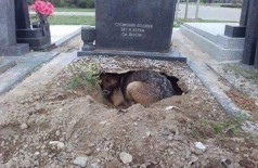Cão cava buraco em sepultura para ficar perto de seu dono