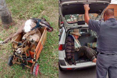 Idoso recolhia os cães de rua, abusava sexualmente, surrava e depois os matava