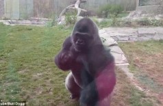 Gorila irritado com movimentos da menina quebra o vidro de proteção em zoológico - Assista
