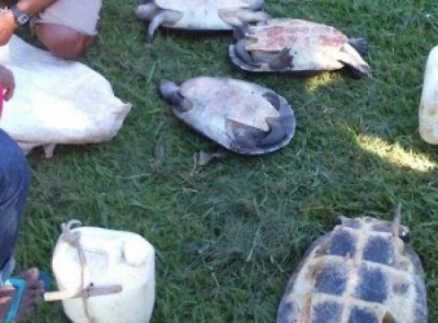 Indígenas são flagrados vendendo tartarugas vivas por R$ 40 em MT