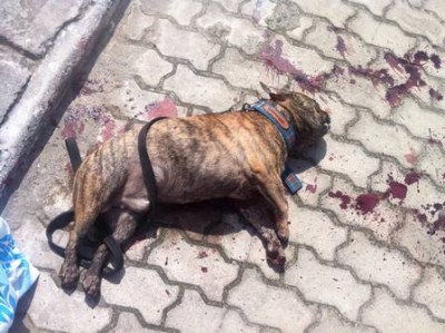 Cachorro foi atingido por quatro tiros a queima roupa (Reprodução)