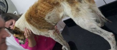 Cão é agredido em churrasco e tem maxilar quebrado
