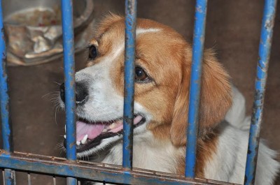 Animais recolhidos pelo CCZ são castrados e encaminhados para adoção (Divulgação)
